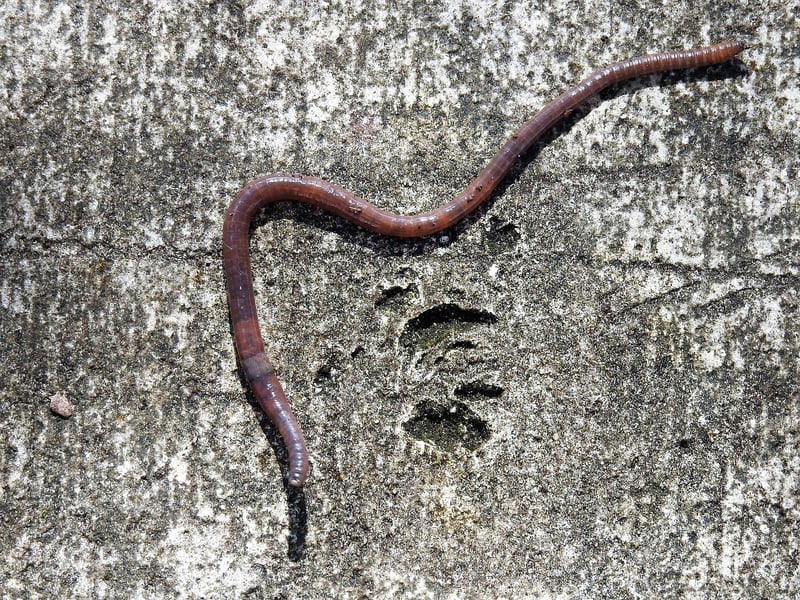 Vermicomposting
